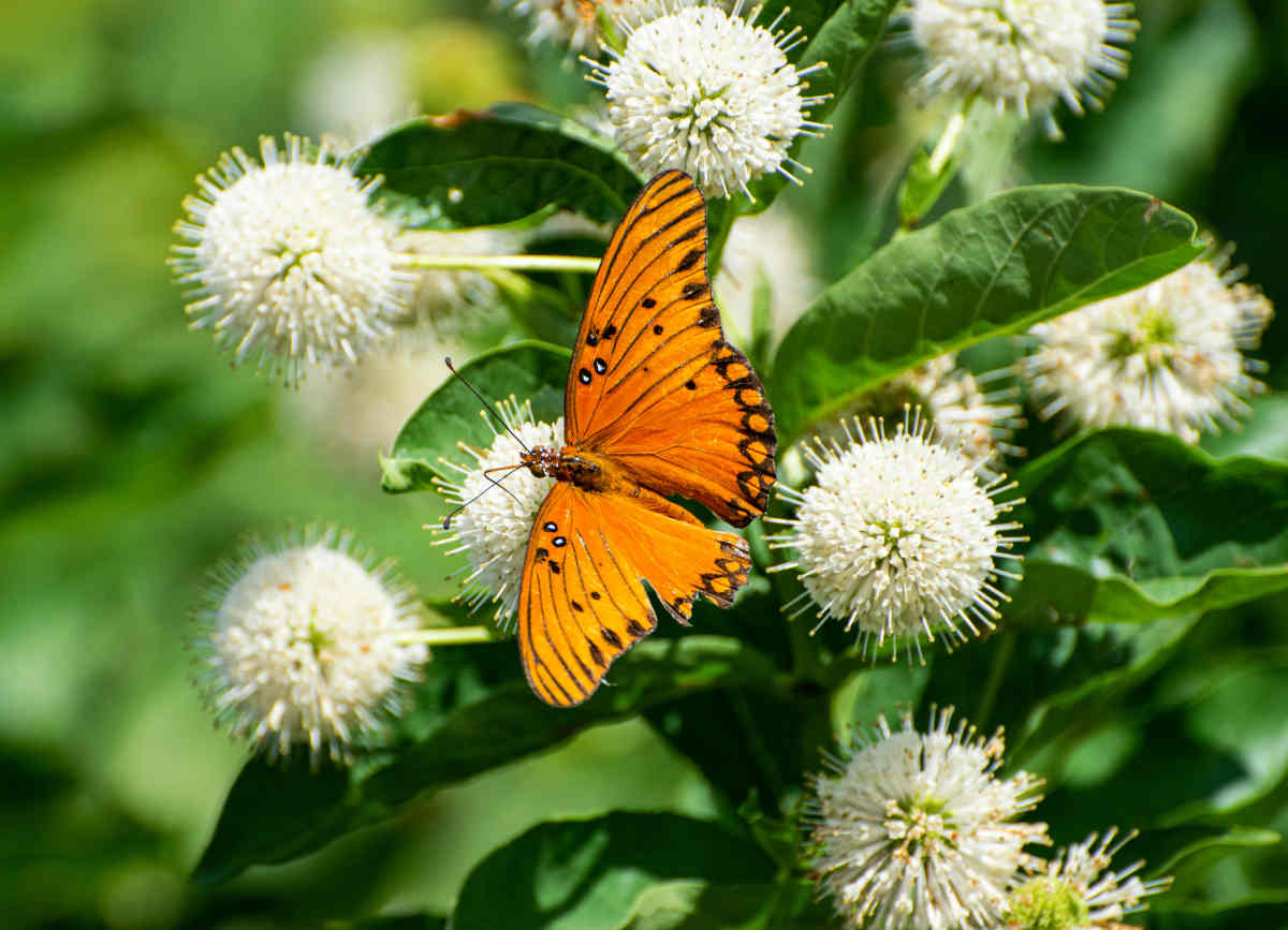 Cephalanthus occidentalis - Cephalanthe occidental