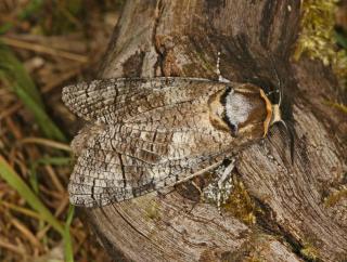 Cossus gate-bois papillon