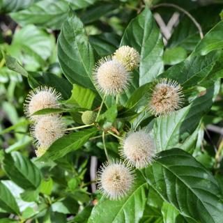 Culture et entretien du cephalanthus occidentalis - Cephalanthe occidental