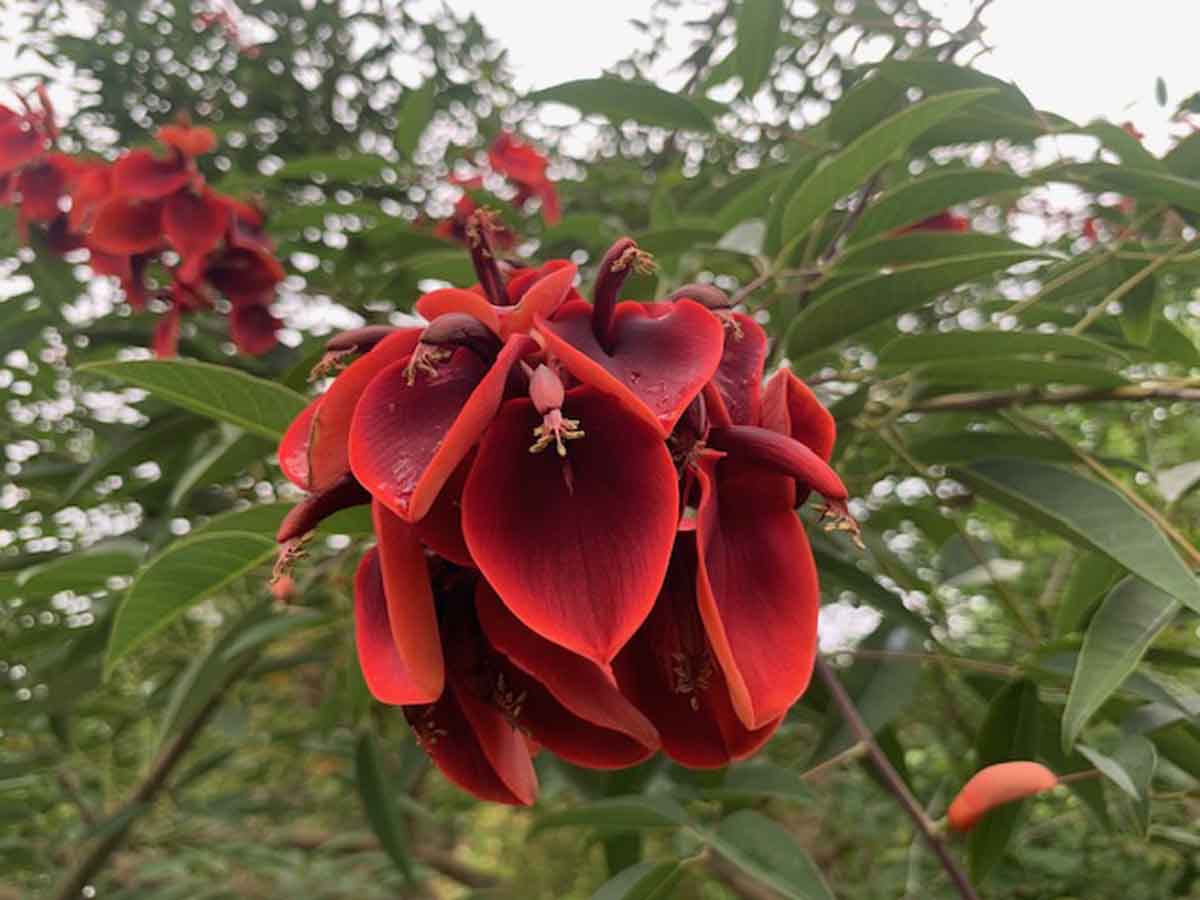 Erythrina crista galli