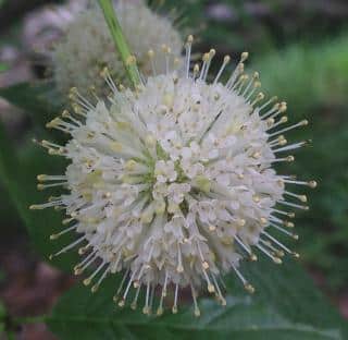 Fleur de Cephalanthus occidentalis - Cephalanthe occidental