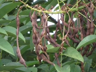 Fruits - Erythrine Crête-de-coq