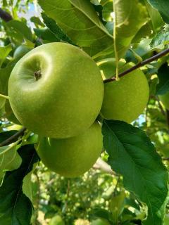 Granny Smith - pomme à jus