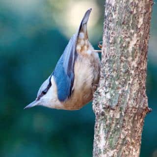 Habitat Sittelle torchepot - Sitta europaea