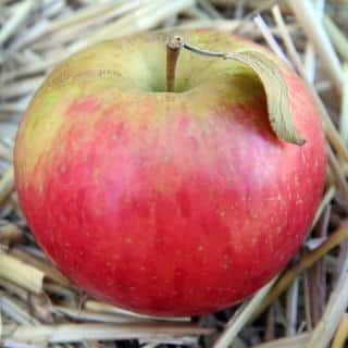 Honeycrisp - Pomme à croquer