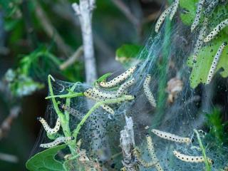 Hyponomeute chenille