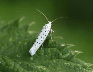 Hyponomeute papillon