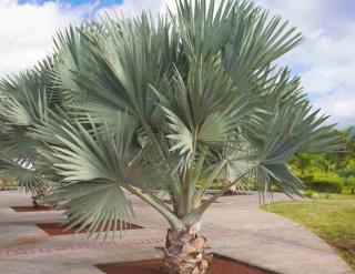 Latanier bleu - Latania loddigesii en extérieur