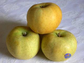 Pomme Chantecler, Belchard - Pomme à croquer