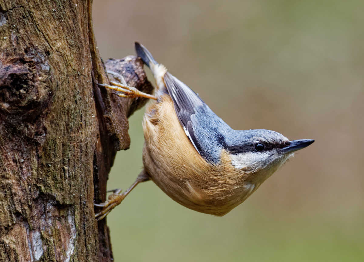 Sittelle torchepot - Sitta europaea