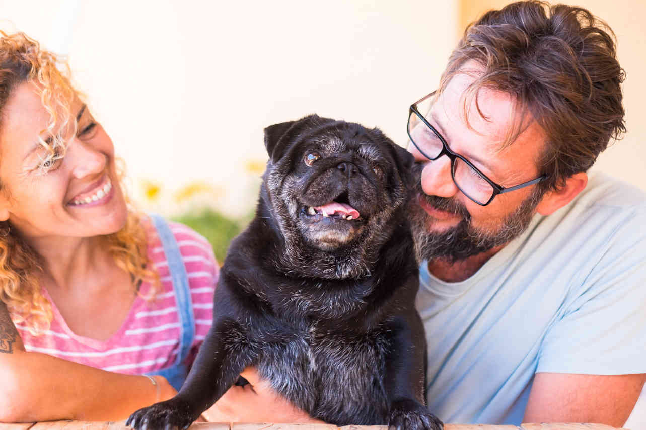 Adopter un chien âgé