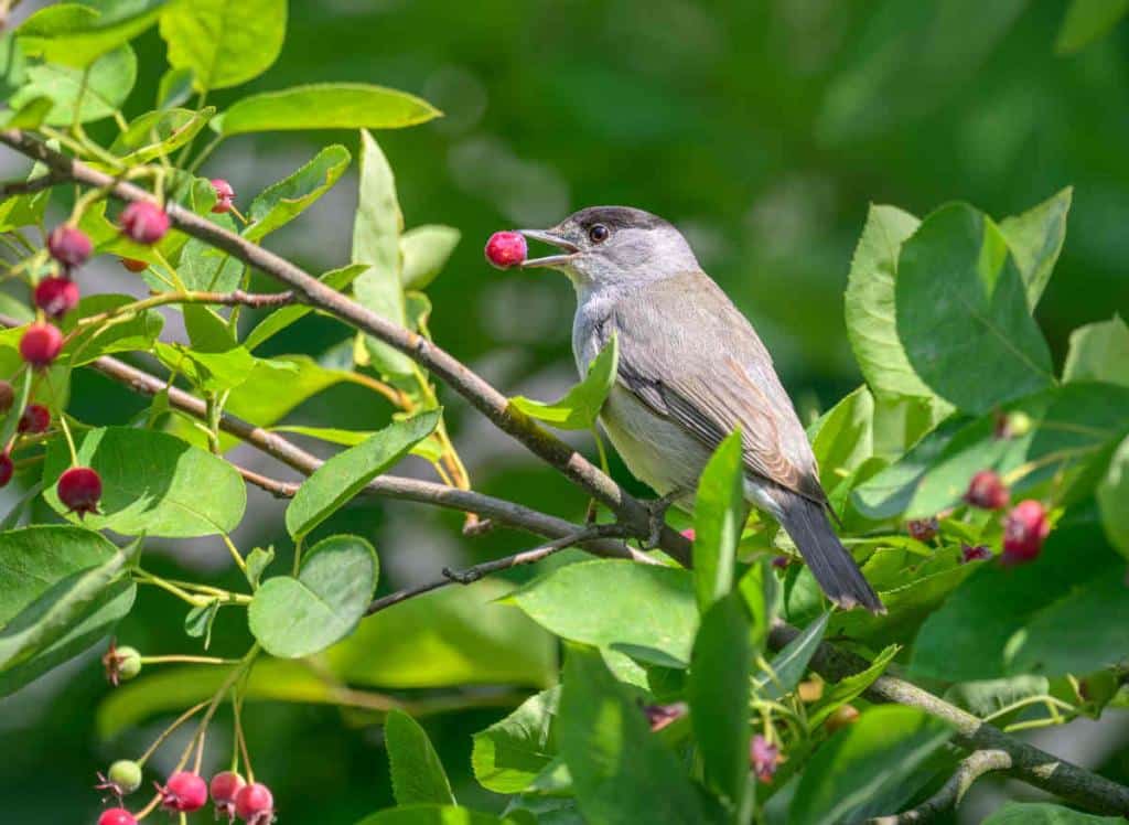 arbuste haie nourrir nourriture oiseaux