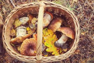 champignons conservation