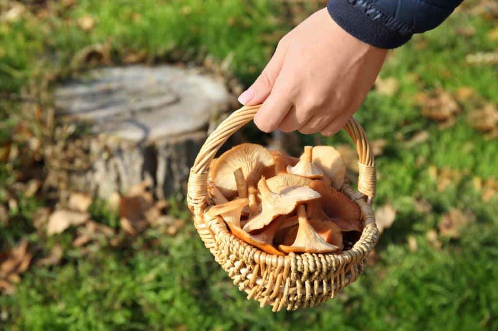 champignons cueillette