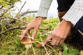 champignons cueillette conseils