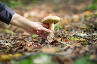 champignons cueillette lieu matériel