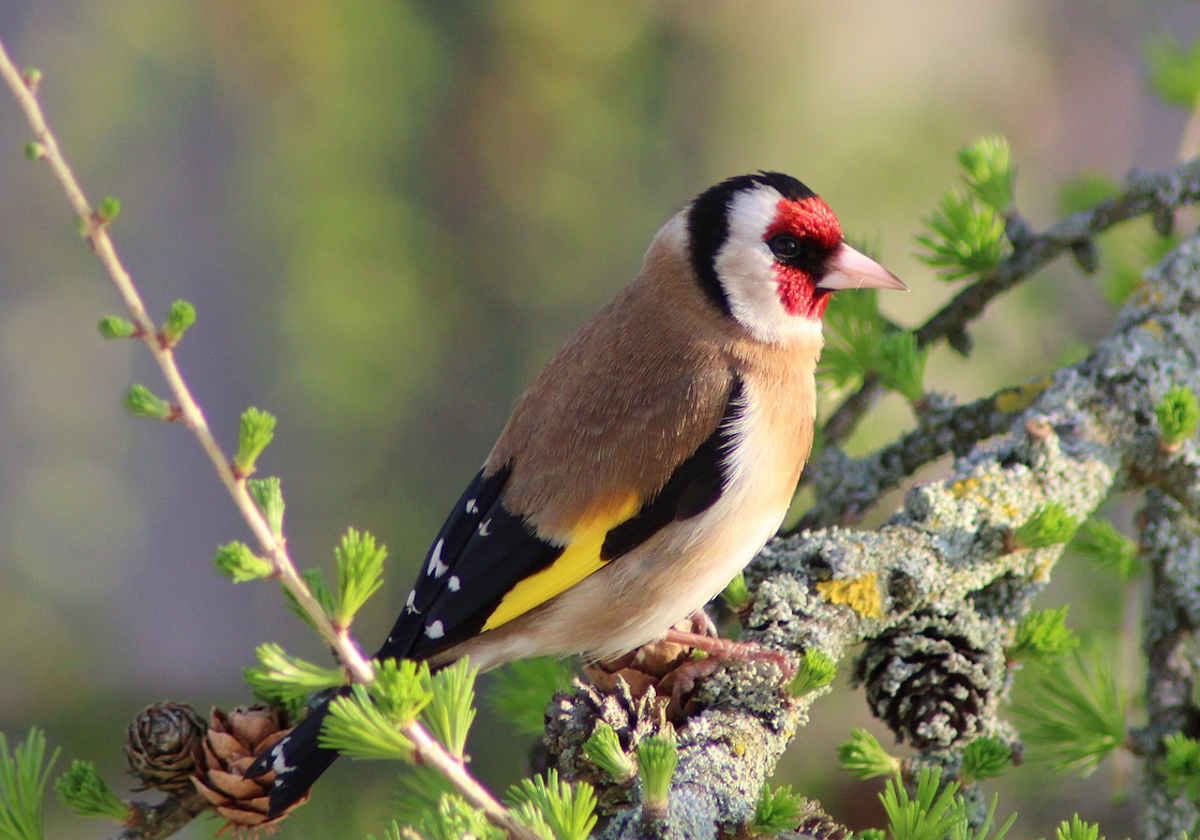 chardonneret élégant - Carduelis carduelis