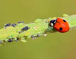 coccinelle puceron