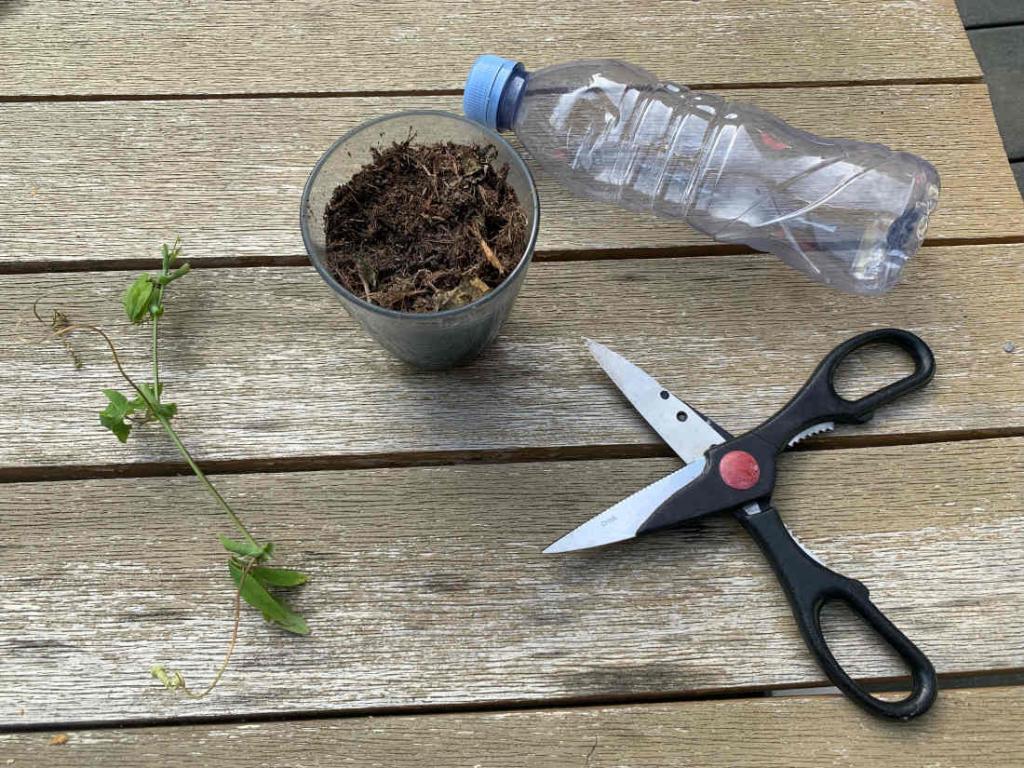 Bouture de passiflore quand et comment réussir le bouturage