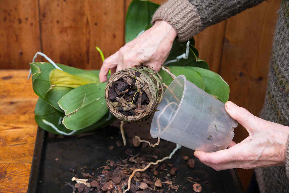 Comment entretenir une orchidée selon sa variété