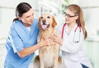 pancréatite chien traitement