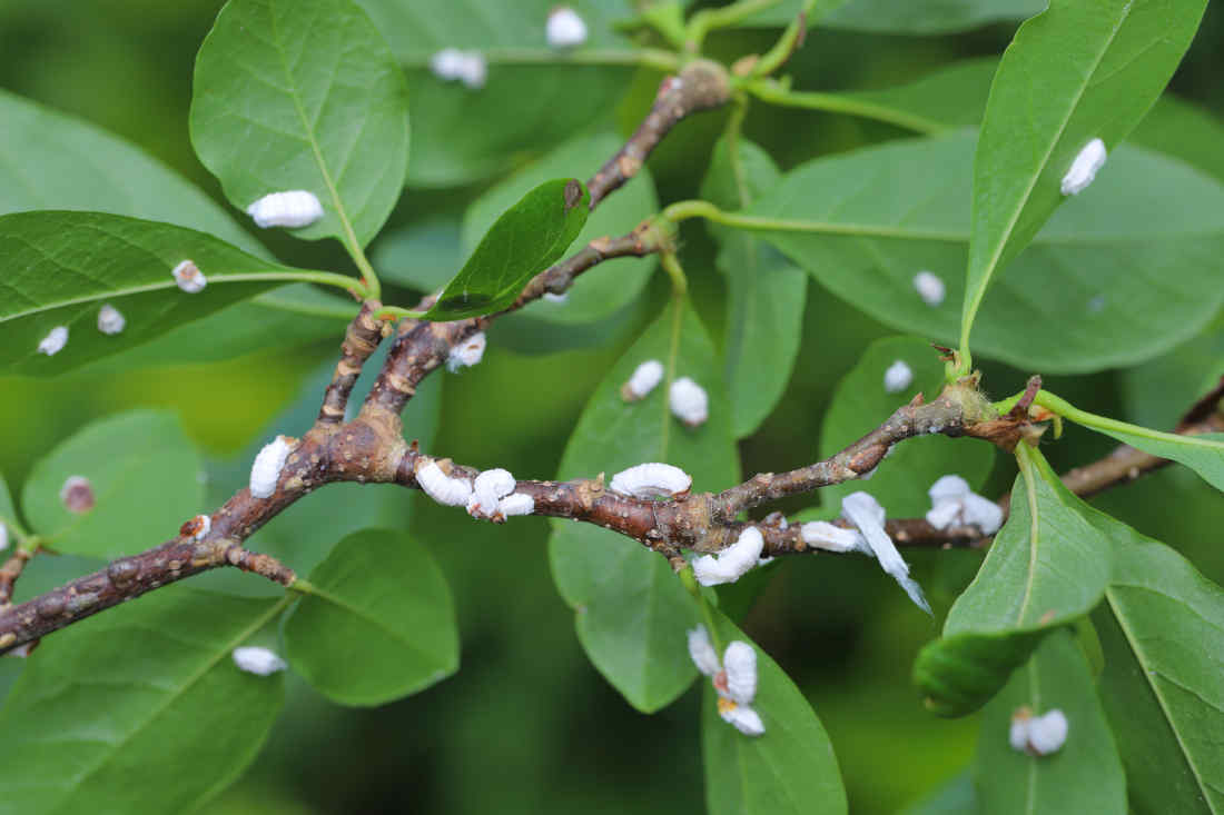 Se débarrasser de la cochenille farineuse : la méthode ultime