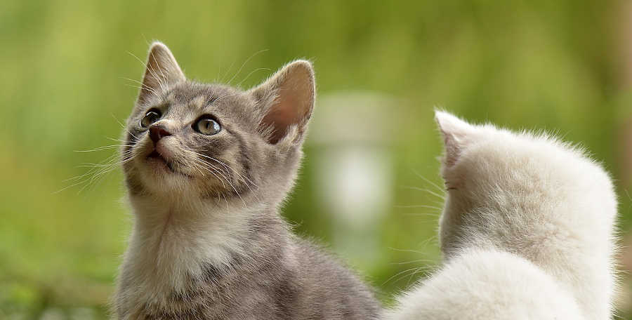 races de chat