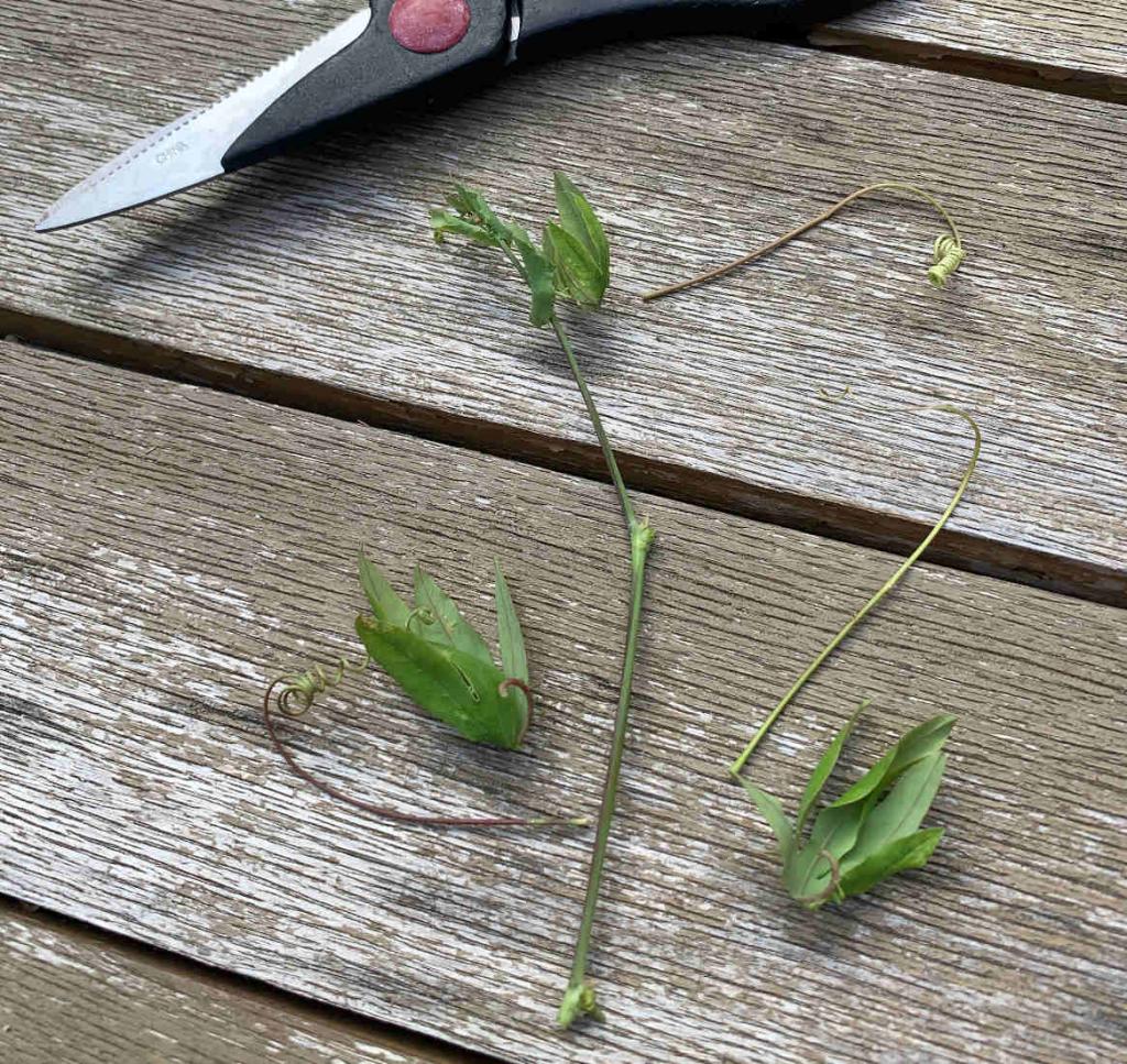 Bouture de passiflore quand et comment réussir le bouturage