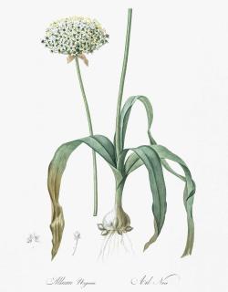 Allium nigrum