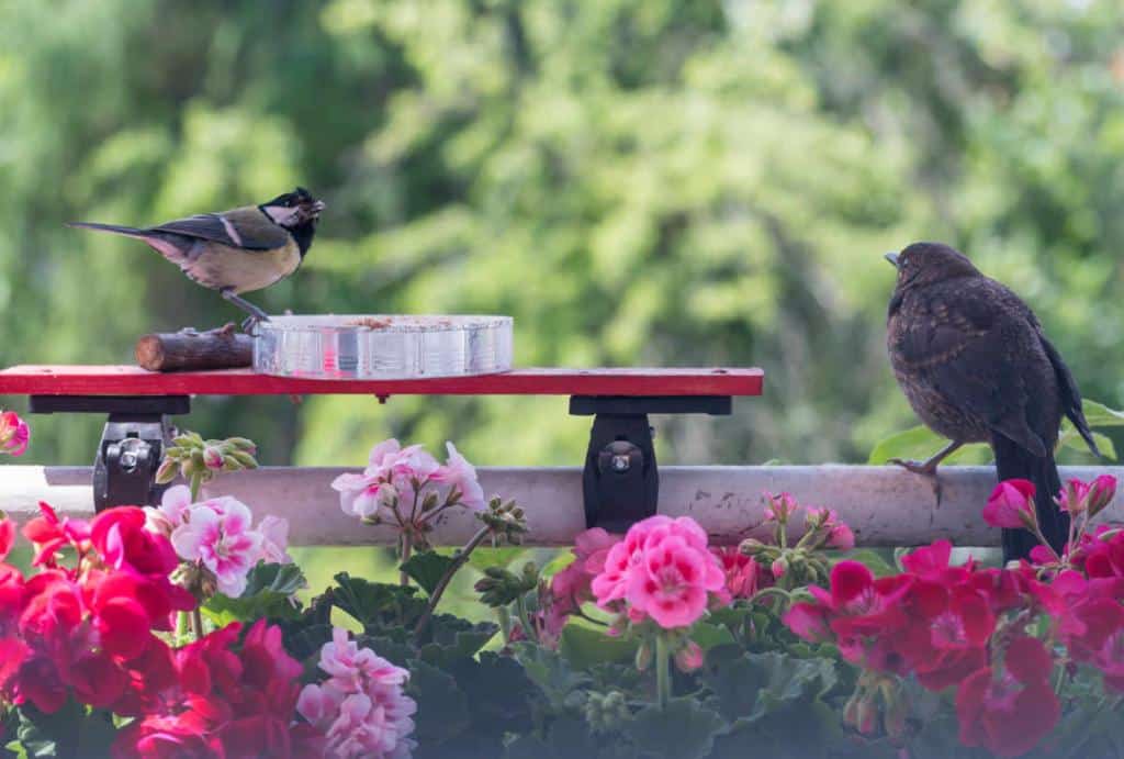 Attirer oiseau balcon terrasse