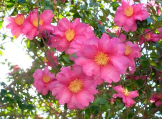 Camellia sasanqua culture entretien
