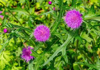 Cirsium japonicum - Cirse du Japon