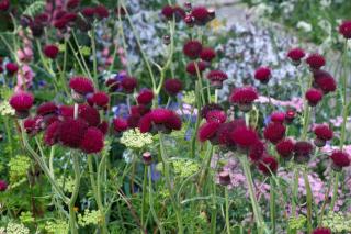 Cirsium rivulare - Cirse des ruisseaux