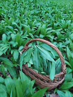 Cueillette des feuilles d'ail des ours