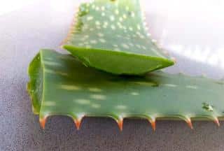 Feuille d'Aloe vera