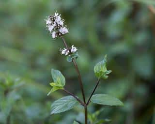 Menthe poivrée