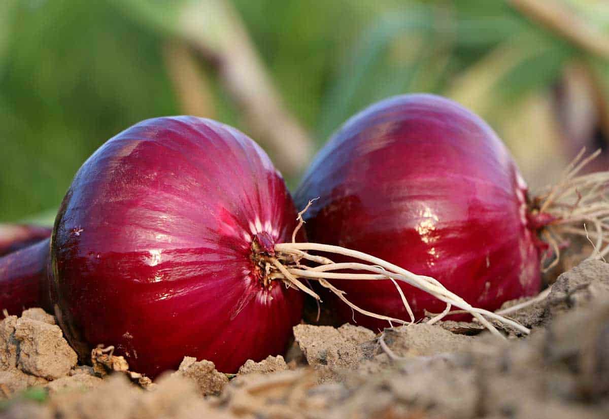 Culture de l'Oignon au jardin potager, de la plantation à la récolte !