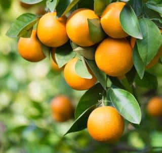 Oranges mûres sur Oranger