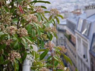 Photinia en pot