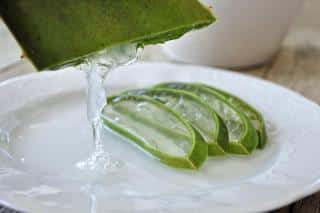 Prélever le gel sur une Aloe Vera