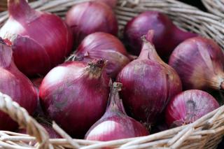 Récolte d'oignons rouges