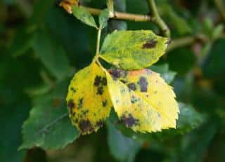 Tache noires sur feuilles de rosier qui jaunit