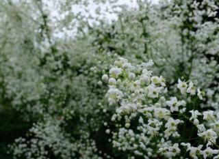 thalictrum pigamon culture