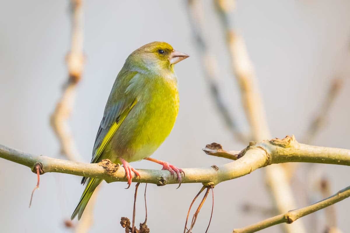 Verdier d'europe - Chloris chloris