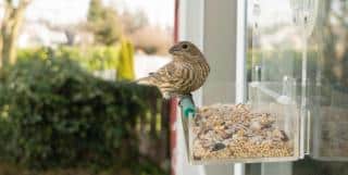 attirer les oiseaux au balcon nourriture alimentation