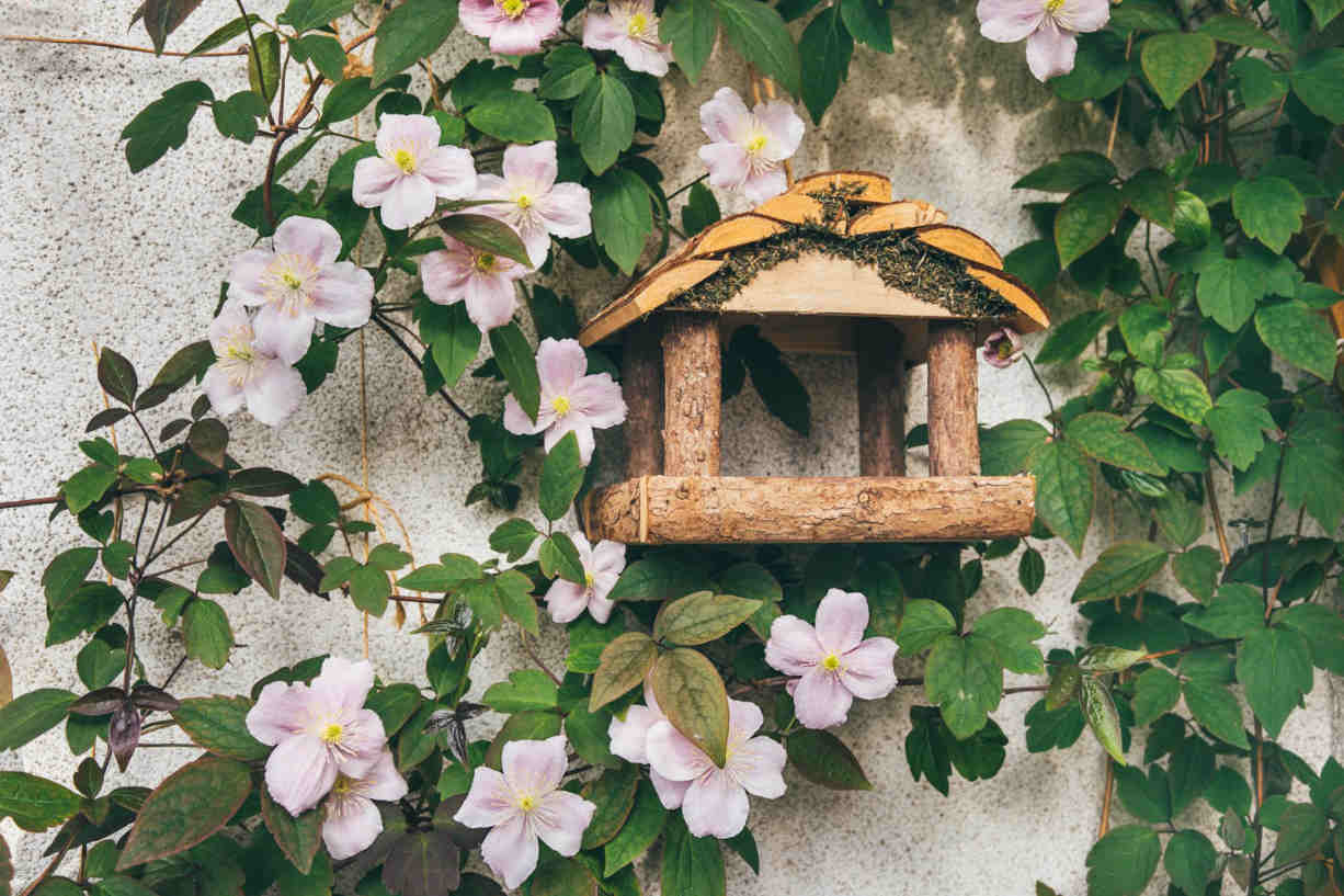 Comment attirer les oiseaux sur son balcon ? - Promesse de Fleurs