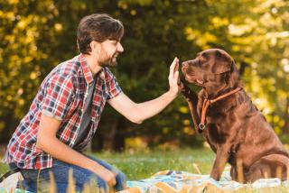 changement horaire chien prévention solutions