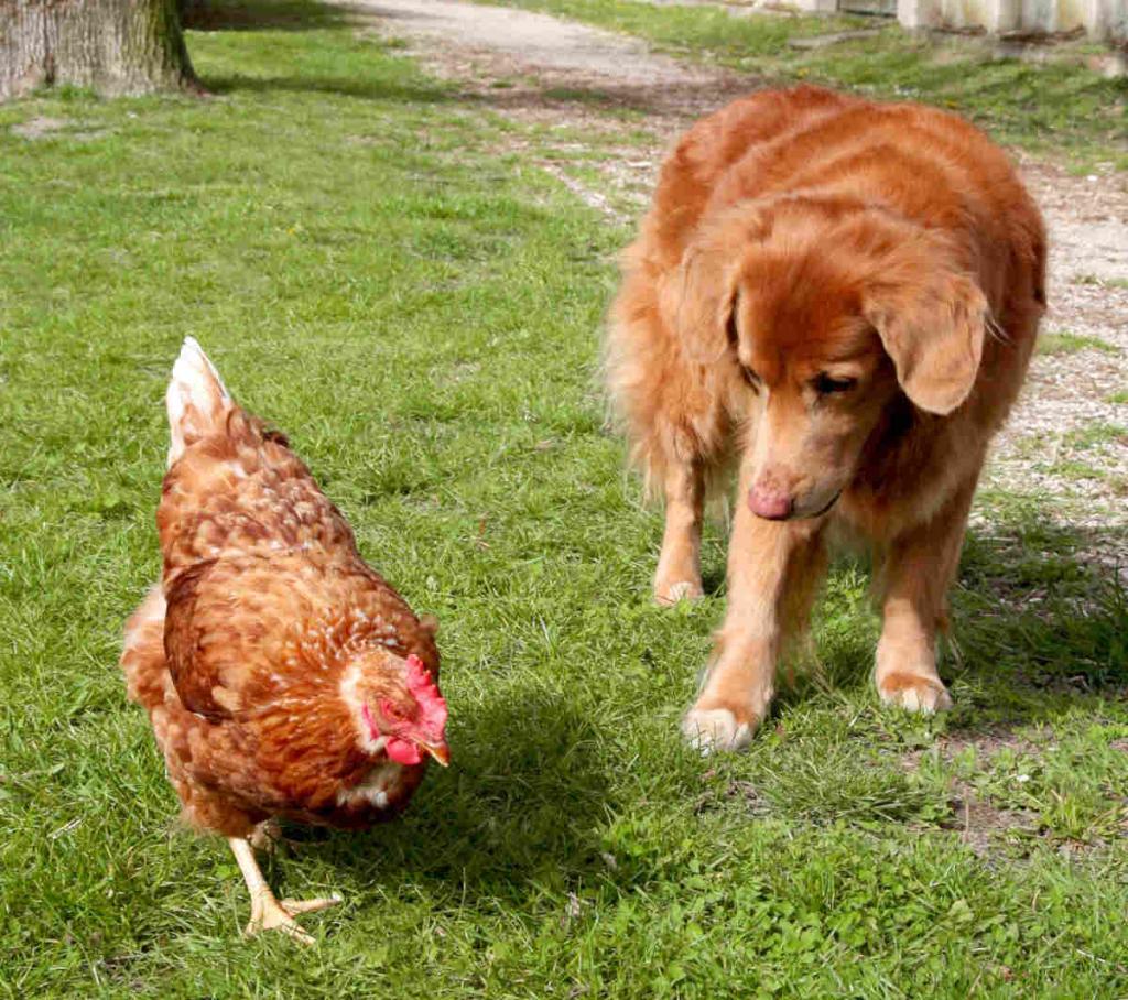 chien poule cohabitation