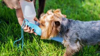 covoiturage avec un chien les conseils pratiques