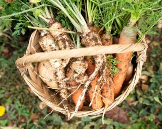 déchets de légumes et de fruits bienfaits pour la santé